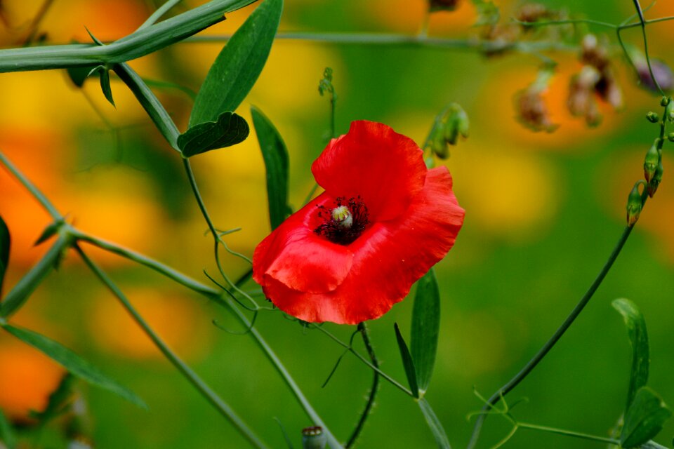 Poppy flower in the garden blossom