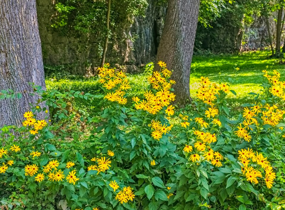 Ferncliff scenery trees