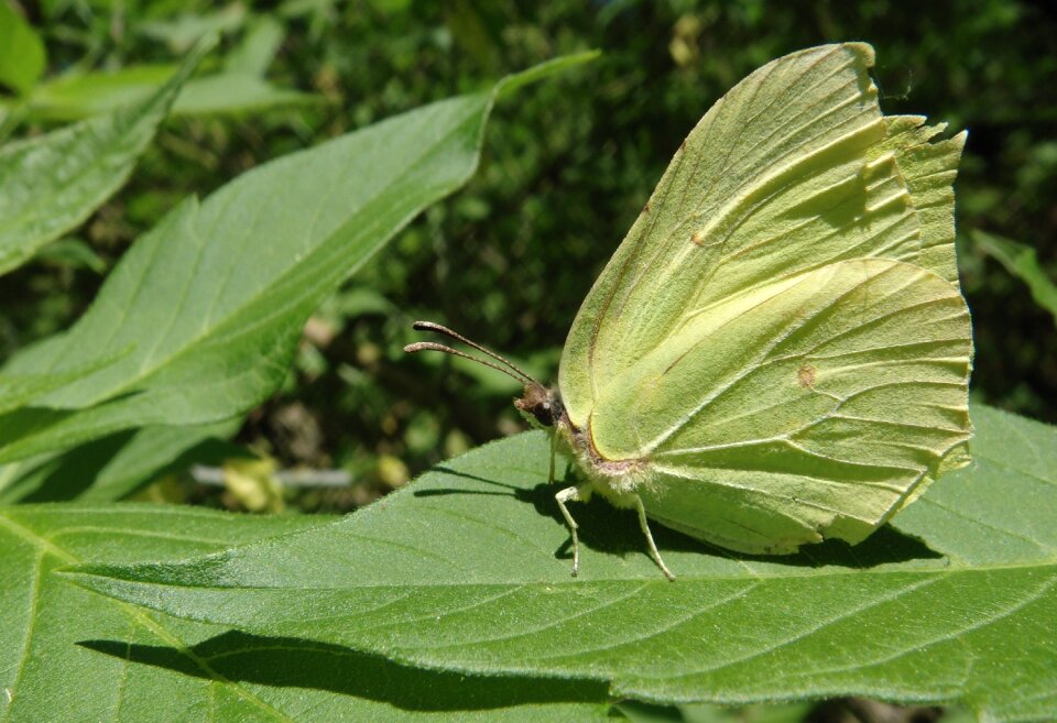 Plant at the court of butterfly day