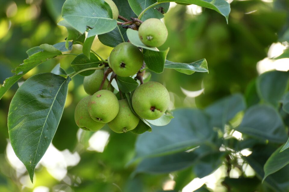 Garden health food