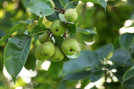 Garden health food