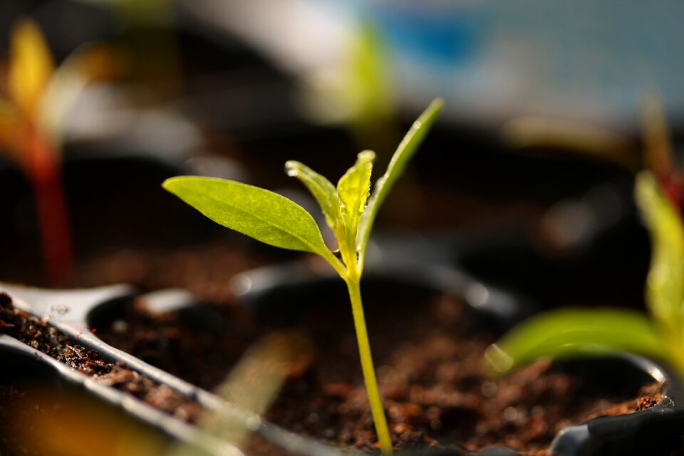 Seedlings spring bet