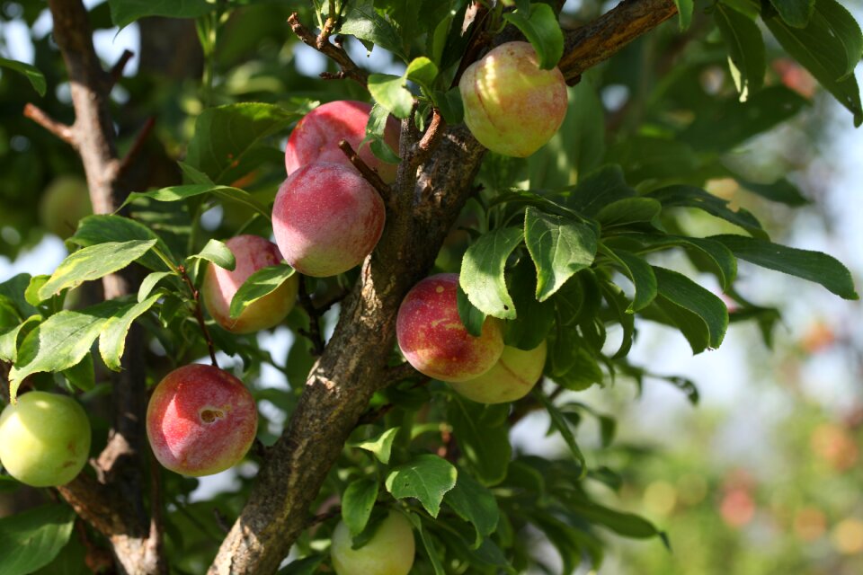 Green agriculture fresh