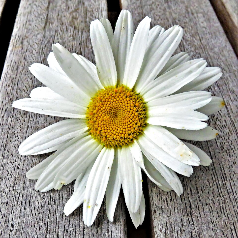 Blossom bloom white