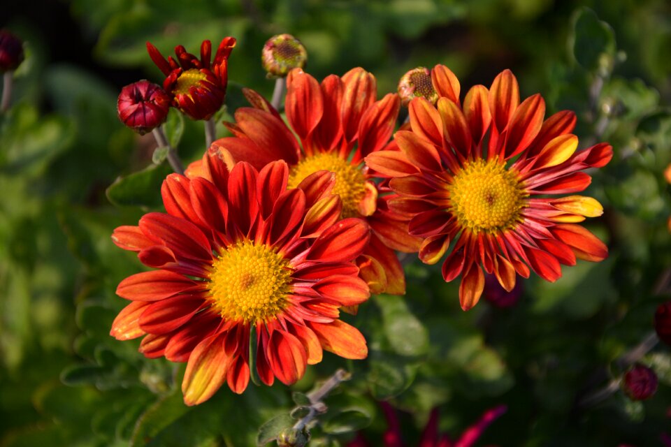 Flowers plant macro