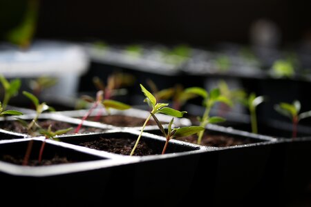 Germinate young plants bet