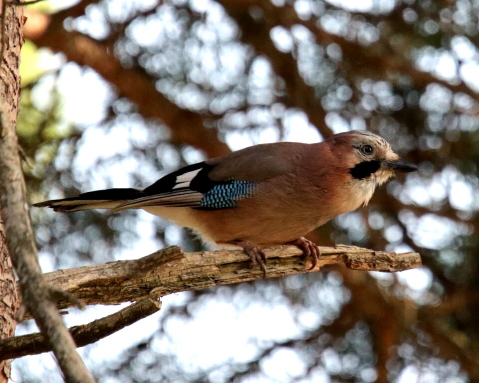 Nature wild wildlife