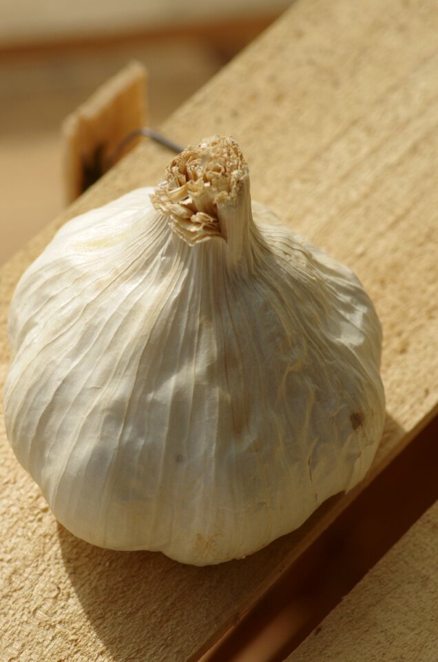 Head of garlic garlic grown harvest