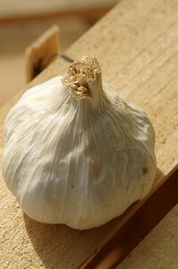 Head of garlic garlic grown harvest