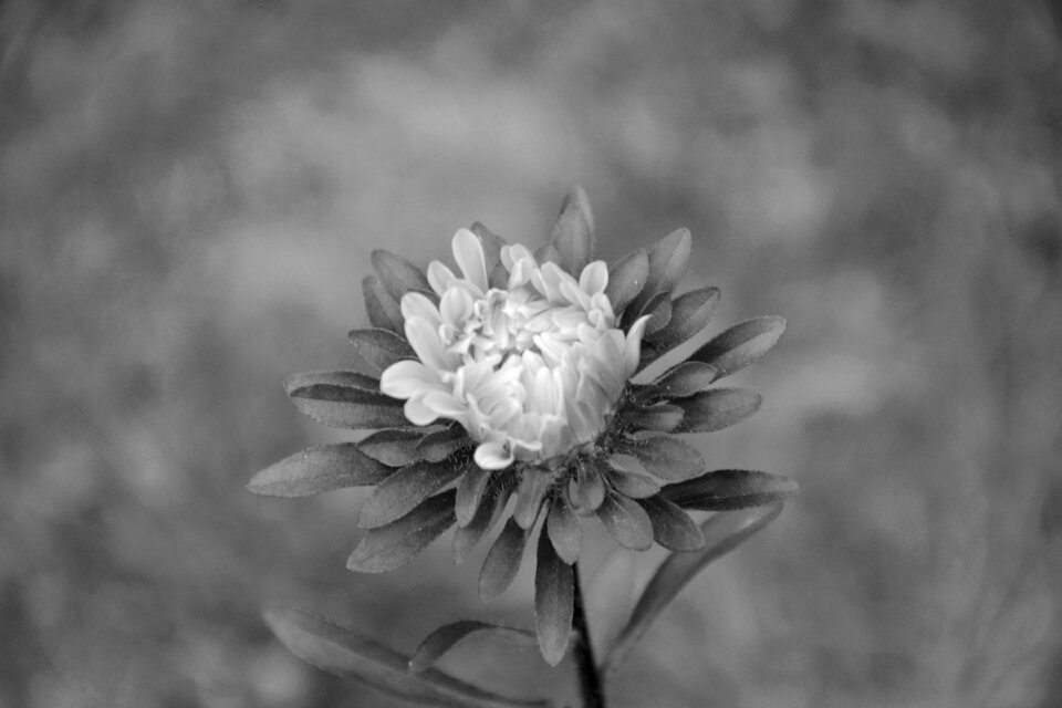 Photo black white garden bouquet