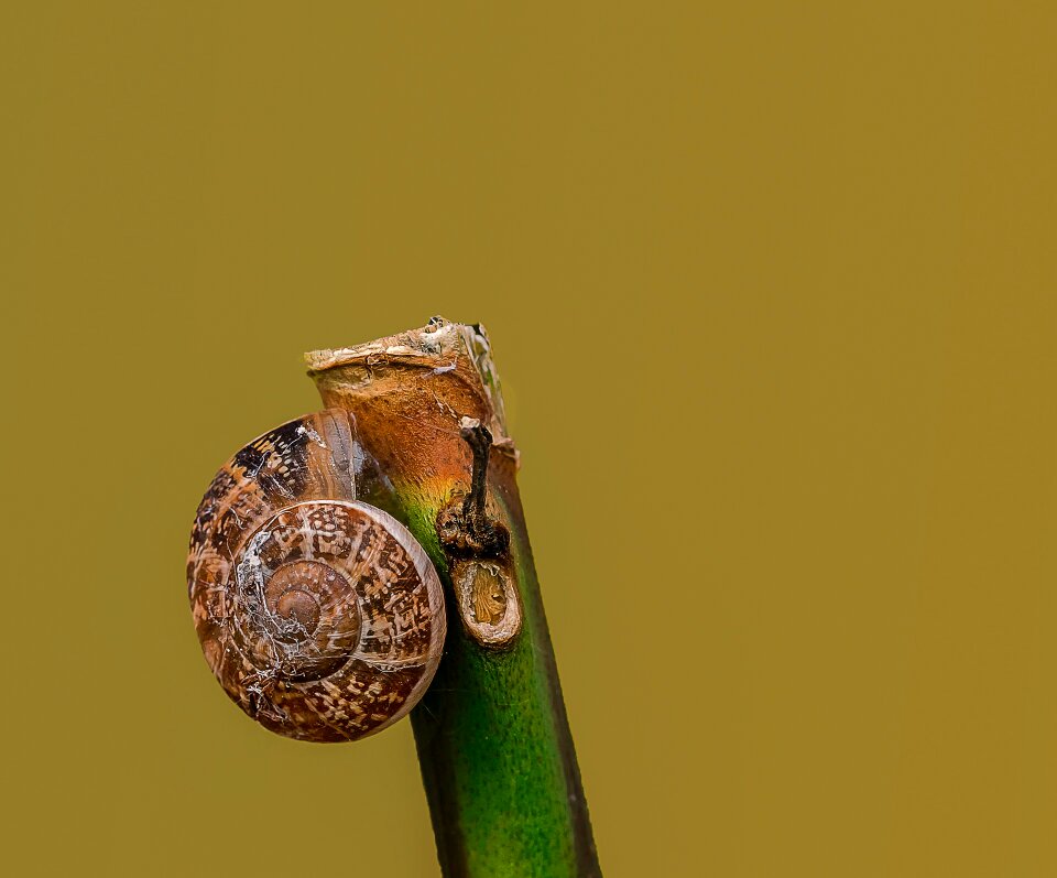 Nikon castrocielo italy