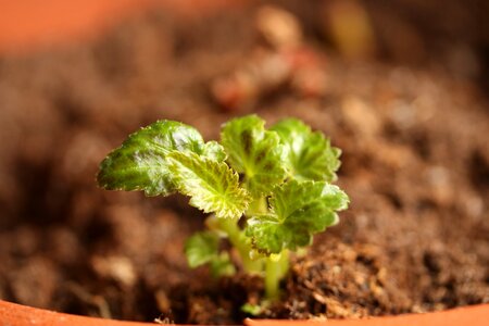Plant grow flowerpot