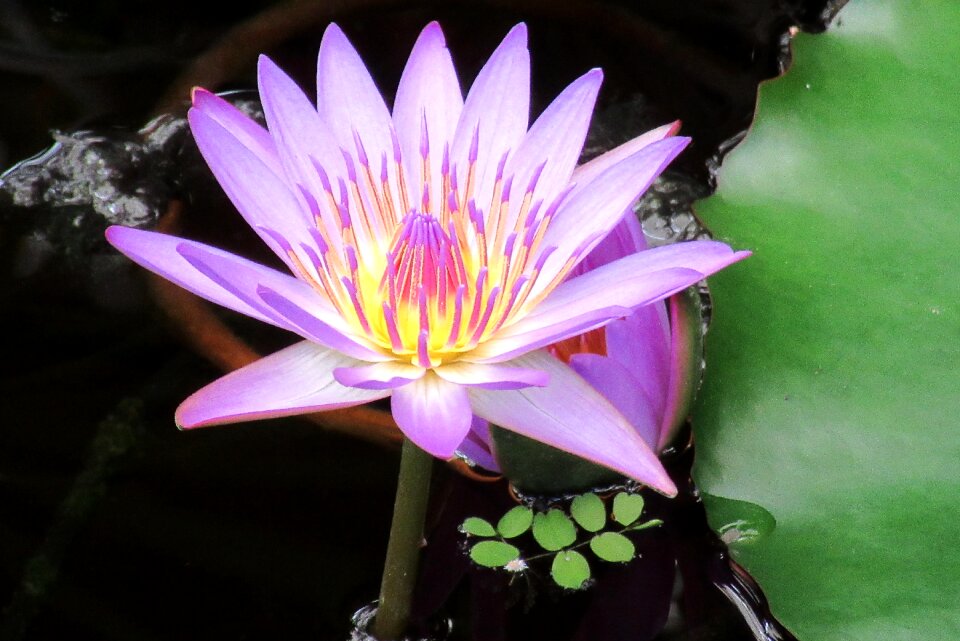 Lily water lilies aquatic plant