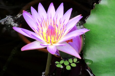 Lily water lilies aquatic plant photo