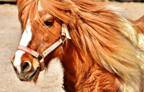 Animal funny nature