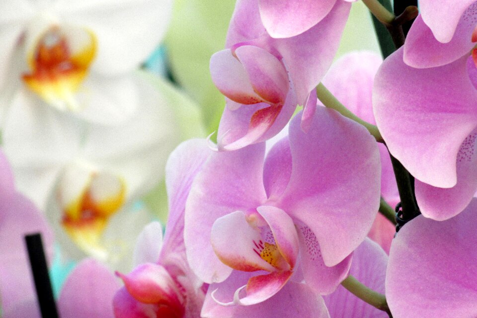 Orchid flower close up