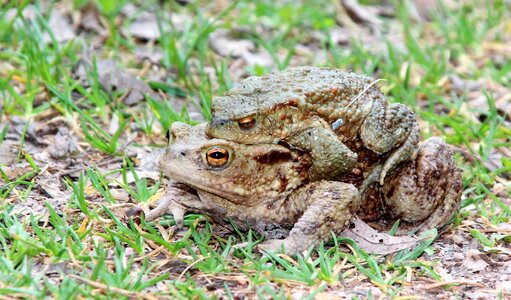 Animal animal world frog