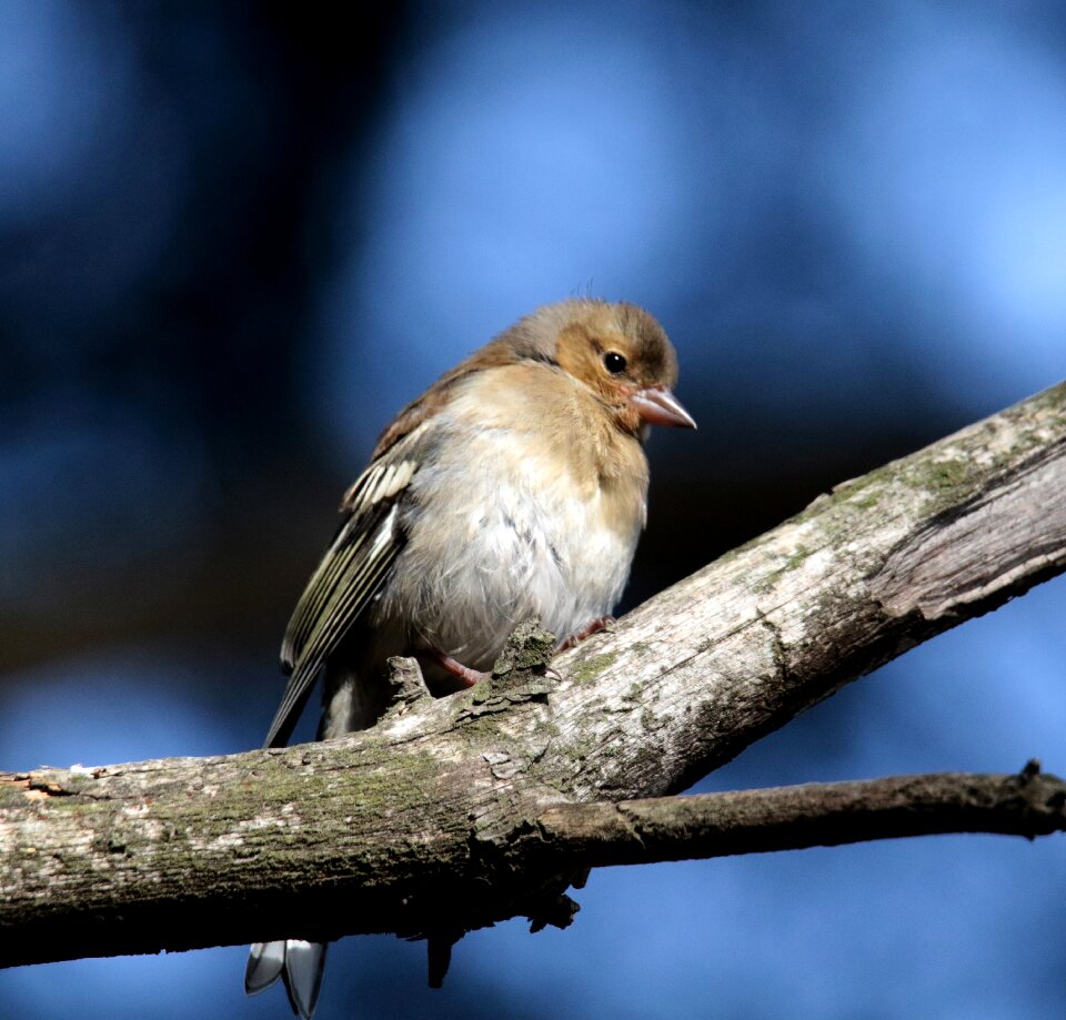 Finch pyrenees forest