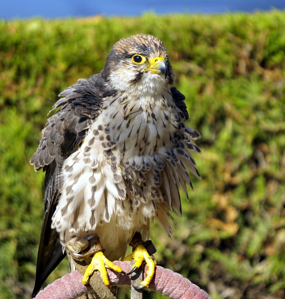 Animal birds of prey peak