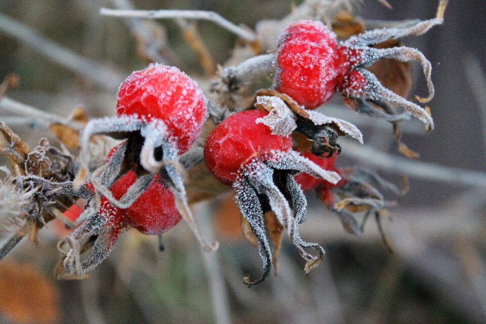 Tree season plant