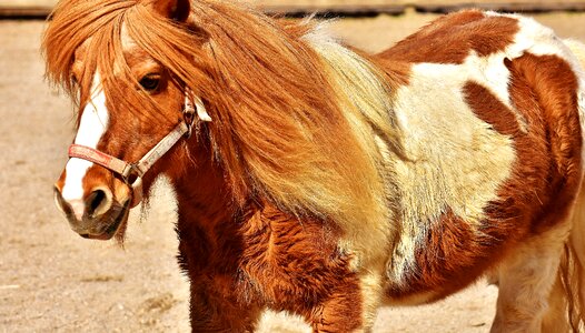 Animal funny nature