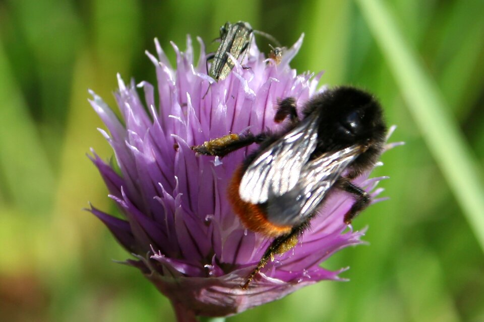 Bumblebee chives bumblebee on chives