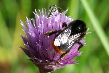 Bumblebee chives bumblebee on chives
