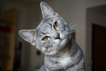Portrait cute home