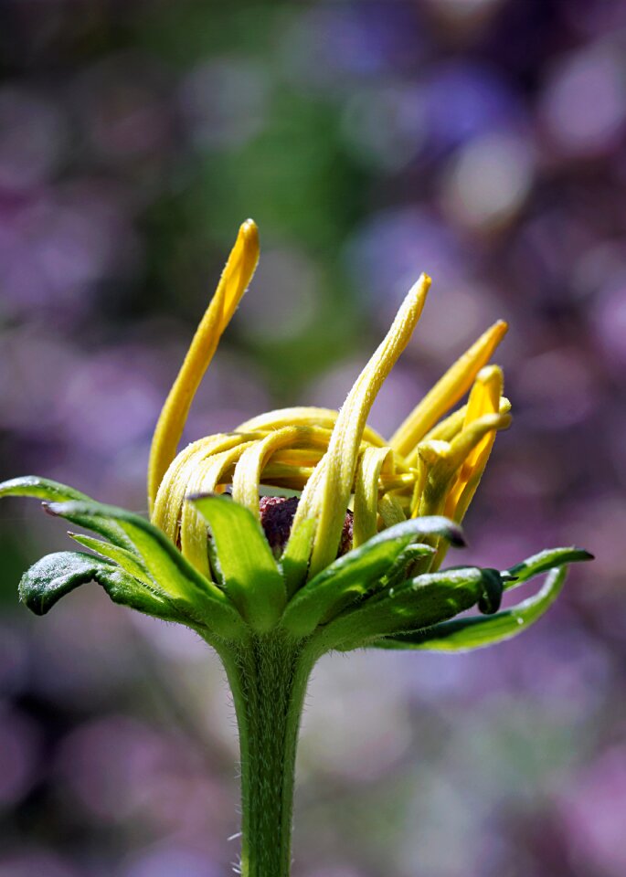 Plant beauty flora