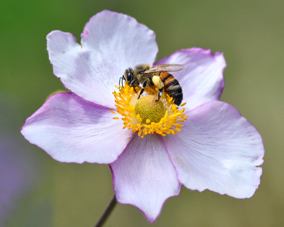 Flower forage macro