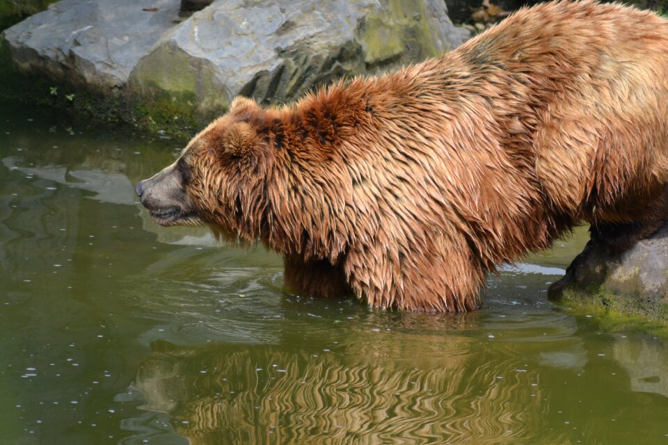 Animal zoo fur