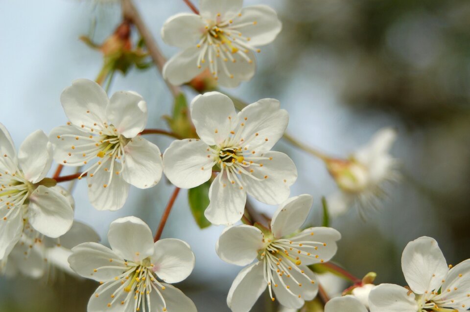 Nature tree spring