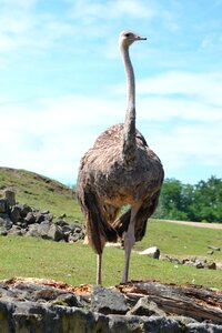 Female nature animal