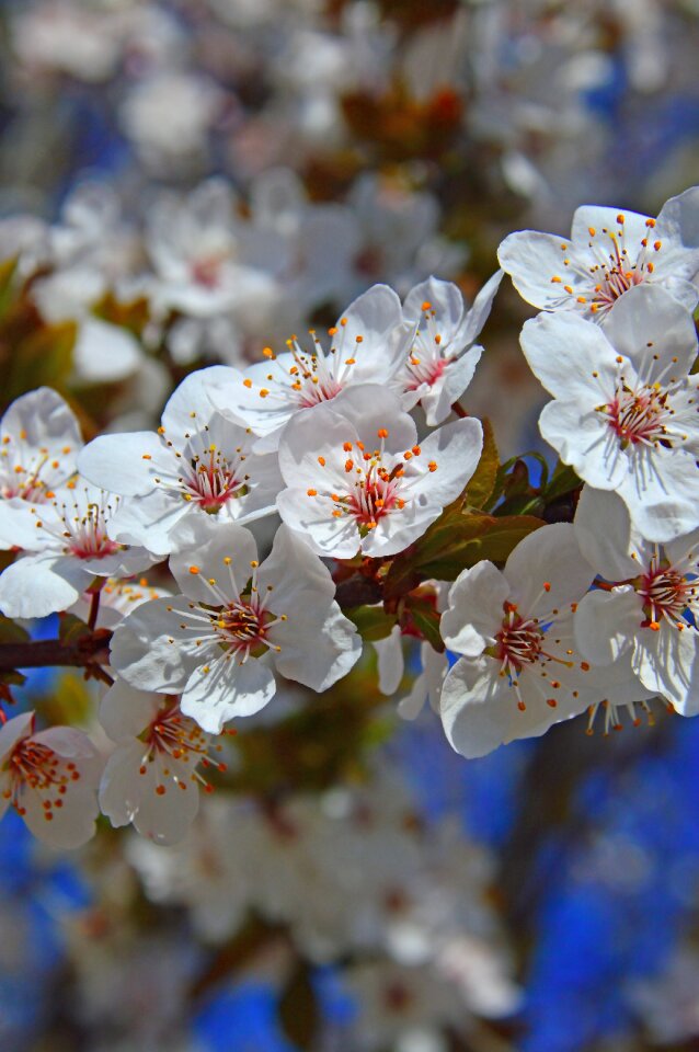 Season branch blooming