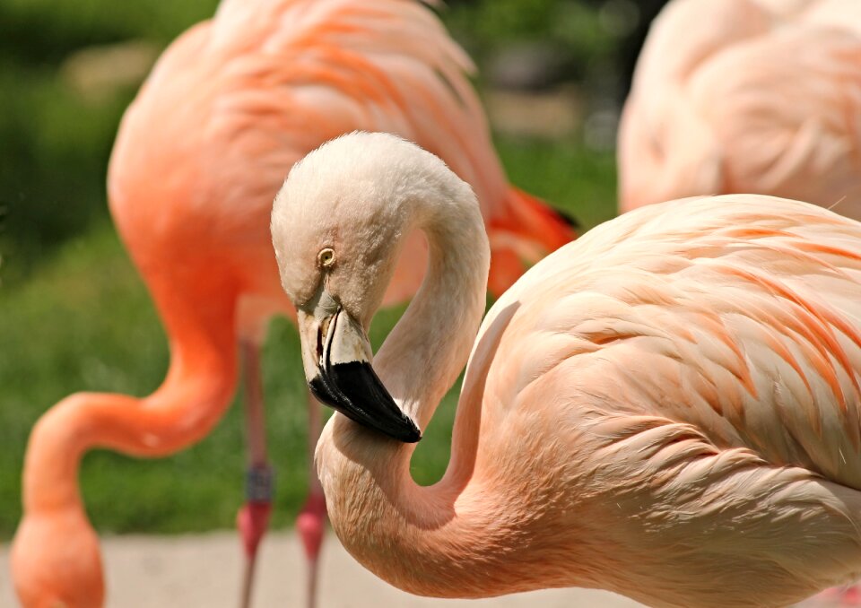 Phoenicopteridae water bird bird photo