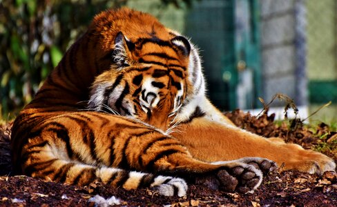 Wildcat tiger head dangerous