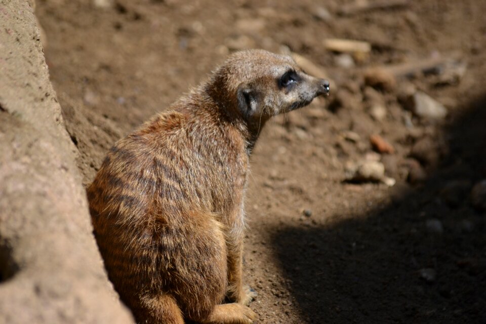 Zoo africa close up