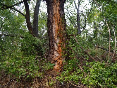 Leaves nature log