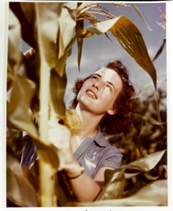 80-G-K-14241 - Yeoman student de-tasseling corn in Iowa (ca 1944)