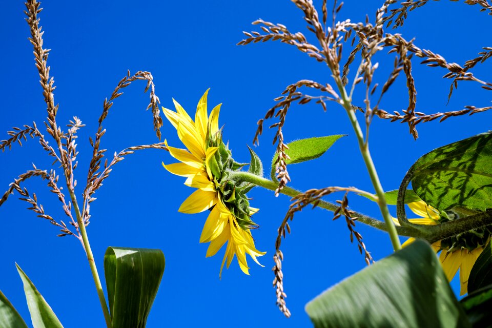 Bloom yellow yellow flower