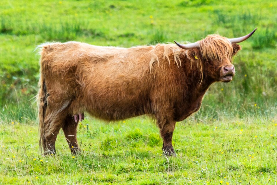 Cow scottish hochlandrind brown