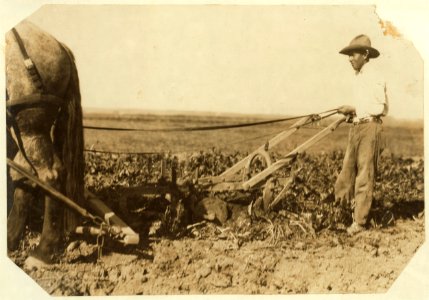 A Deere pulling machine, two horses. These merely loosen the soil, leaving the final pull to be exerted by the workers. Hine. Oct. 1915. LOC nclc.00359