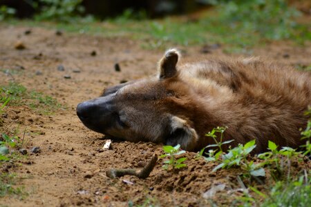 Nature animal zoo photo