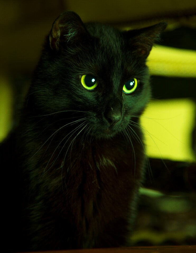 Hangover watched short hair black cat