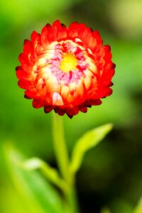 Red nature autumn flower