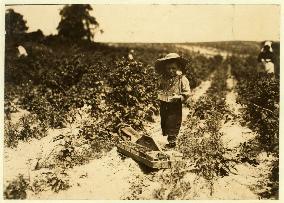 A four year old helper in the berry field, Rock Creek, near Baltimore. Mother said, 'He helps little.' LOC cph.3a38588