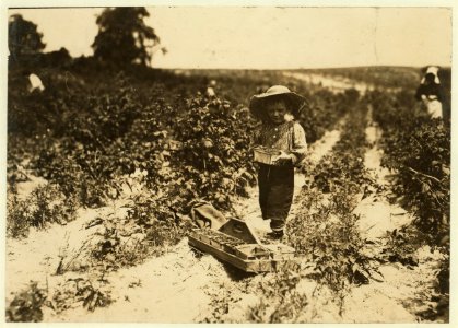 A four year old helper in the berry field, Rock Creek, near Baltimore. Mother said, 'He helps little.' LOC cph.3a38588