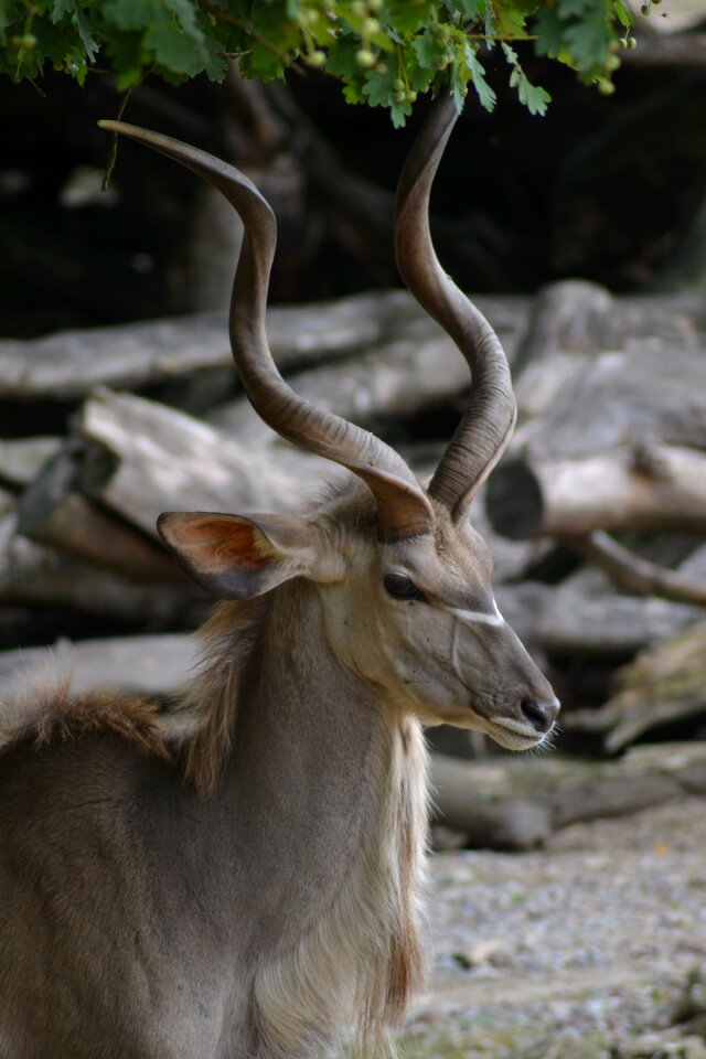 Africa horned namibia