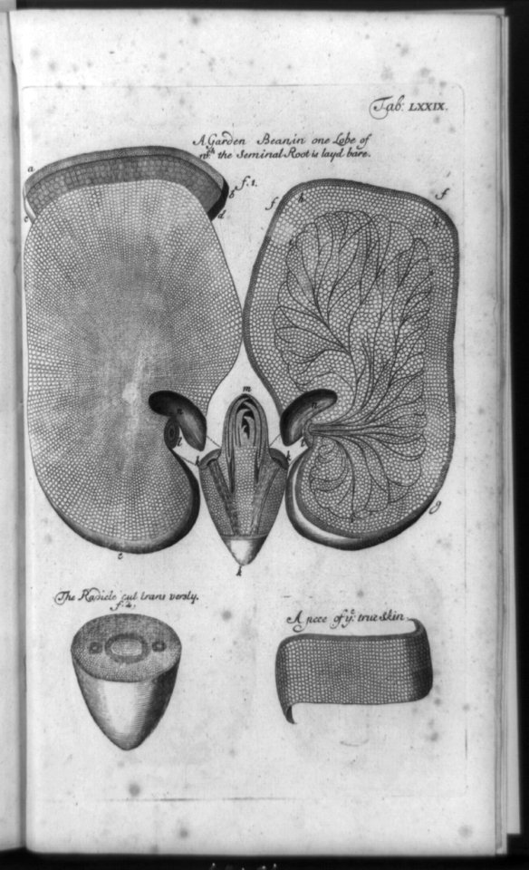 A Garden bean in one lobe of wch. the seminal root is layed bare, the radical cut transversly, (and) a piece of ye true skin LCCN92516646