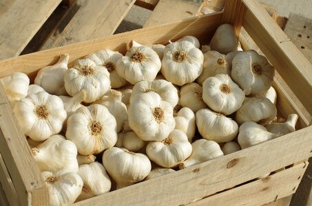 Food garlic grown culture